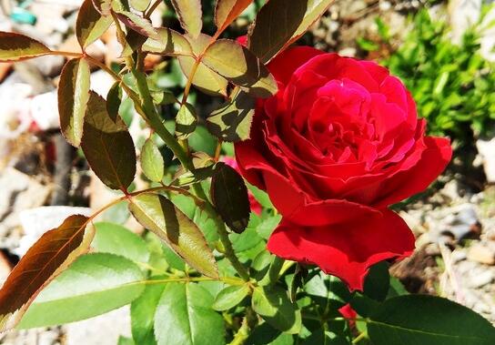 玫瑰花如何养可以花繁叶茂，掌握五个养护技巧就能实现