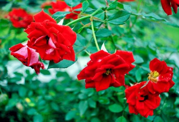 玫瑰花如何养可以花繁叶茂，掌握五个养护技巧就能实现