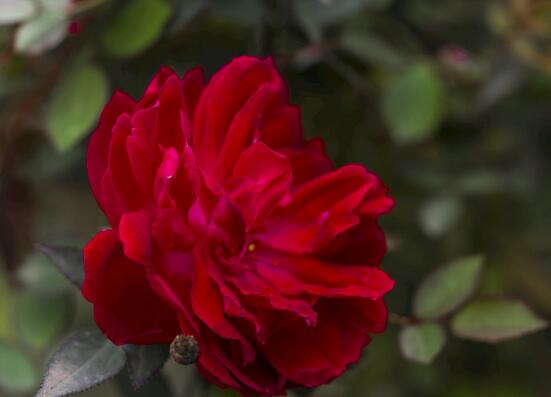 玫瑰花如何养可以花繁叶茂，掌握五个养护技巧就能实现