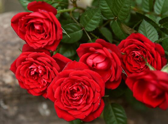 新鲜玫瑰花如何做干花，具体介绍2种干花制造办法