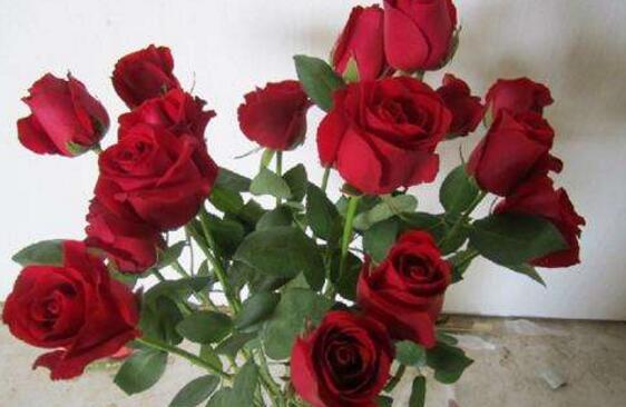 玫瑰花枝用水如何养,水养玫瑰花生根的办法