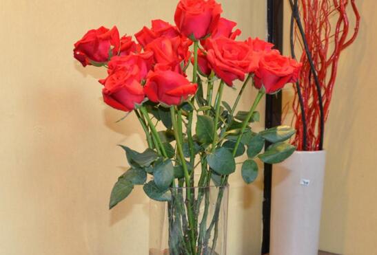 玫瑰花枝用水如何养,水养玫瑰花生根的办法