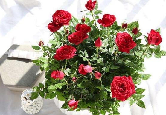 玫瑰花枝用水如何养,水养玫瑰花生根的办法