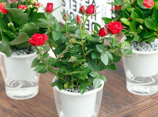 玫瑰花枝用水如何养,水养玫瑰花生根的办法