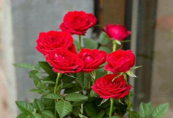 玫瑰花枝用水如何养,水养玫瑰花生根的办法