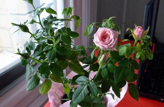 玫瑰花枝用水如何养,水养玫瑰花生根的办法