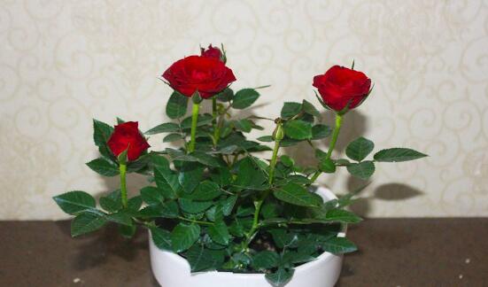 玫瑰花枝用水如何养,水养玫瑰花生根的办法