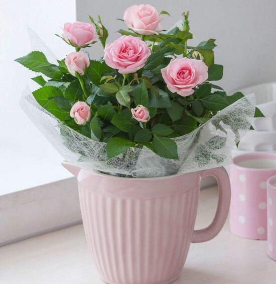 如何插11朵玫瑰花好看，玫瑰花如何插好看(留意高度)