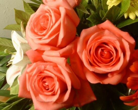 玫瑰花如何无土栽培，5个步骤手把手教你无土栽培玫瑰花