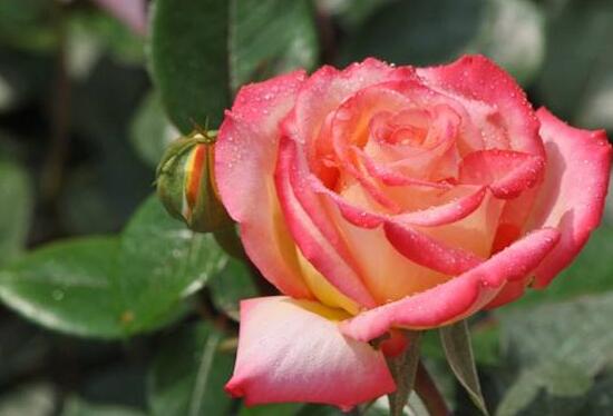 玫瑰花如何无土栽培，5个步骤手把手教你无土栽培玫瑰花