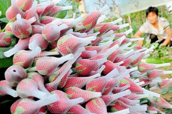 玫瑰花如何无土栽培，5个步骤手把手教你无土栽培玫瑰花