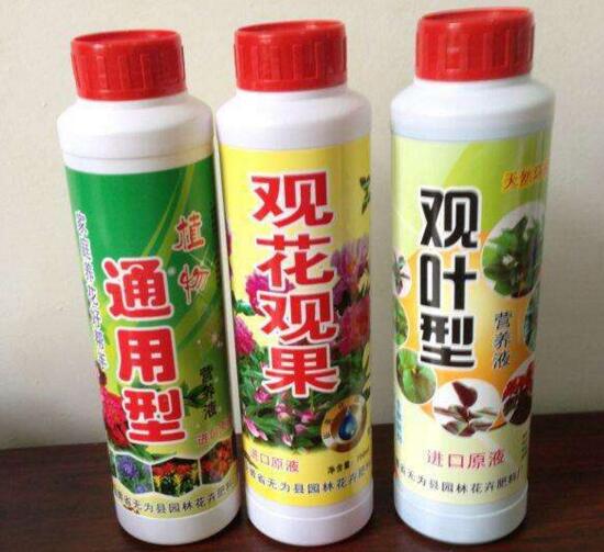 玫瑰花如何无土栽培，5个步骤手把手教你无土栽培玫瑰花