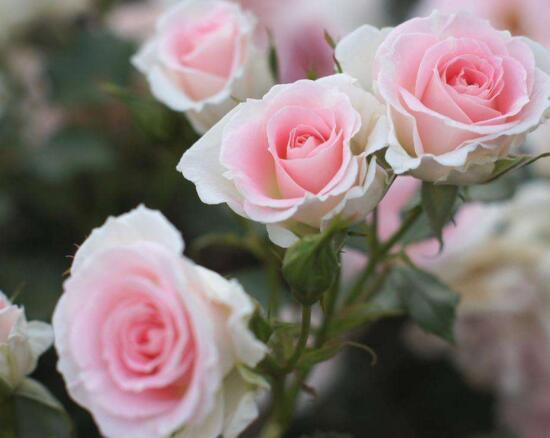 玫瑰花如何无土栽培，5个步骤手把手教你无土栽培玫瑰花