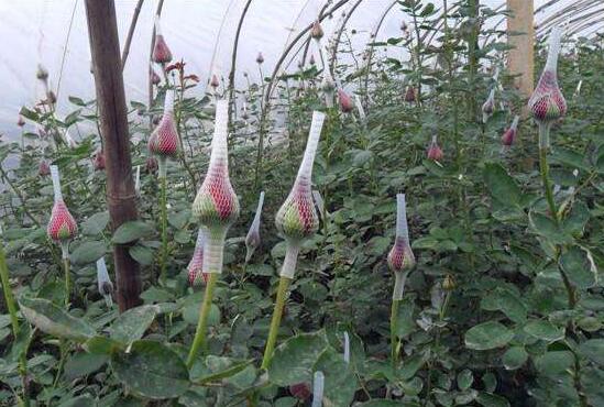玫瑰花如何无土栽培，5个步骤手把手教你无土栽培玫瑰花