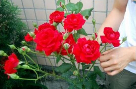 玫瑰花花期如何延长，适当施肥及时遮阴可延长至一个月