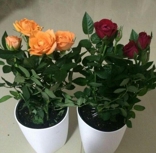 玫瑰花花期如何延长，适当施肥及时遮阴可延长至一个月