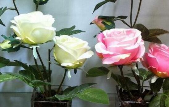 玫瑰花花期如何延长，适当施肥及时遮阴可延长至一个月