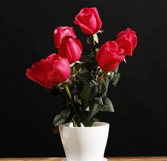 玫瑰花花期如何延长，适当施肥及时遮阴可延长至一个月