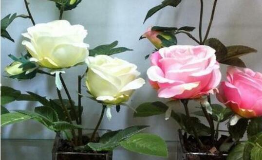盆栽玫瑰花如何养，盆栽玫瑰花如何浇水