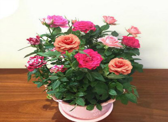 玫瑰花如何保存成干花，玫瑰花如何处理不浪费