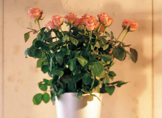 玫瑰如何施肥，盆栽玫瑰施肥最佳时间(分四个阶段)