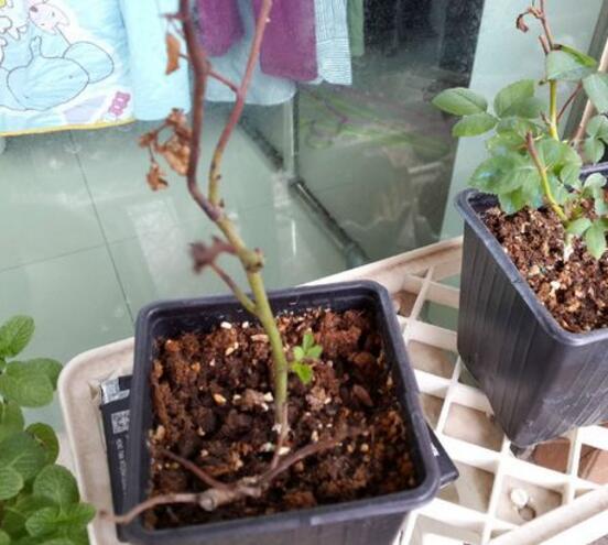 玫瑰花烂根了如何办?只需简单4个步骤就能挽救