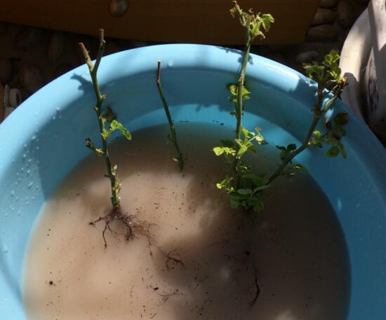 玫瑰花烂根了如何办?只需简单4个步骤就能挽救