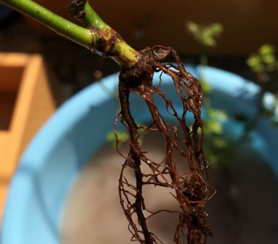 玫瑰花烂根了如何办?只需简单4个步骤就能挽救