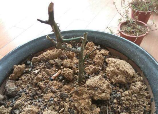 玫瑰花烂根了如何办?只需简单4个步骤就能挽救