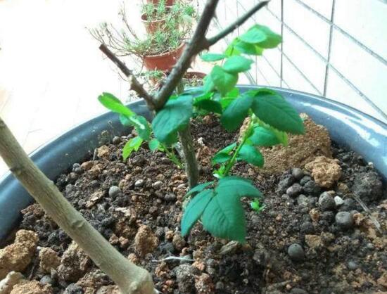 玫瑰花烂根了如何办?只需简单4个步骤就能挽救