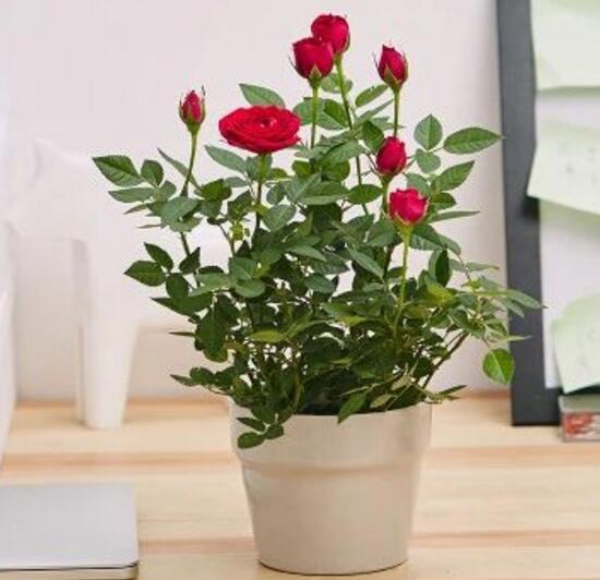 玫瑰花烂根了如何办?只需简单4个步骤就能挽救