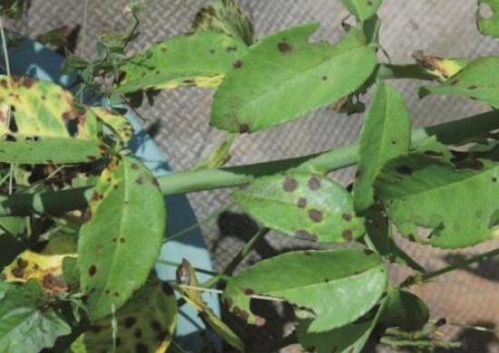 玫瑰花烂根了如何办?只需简单4个步骤就能挽救