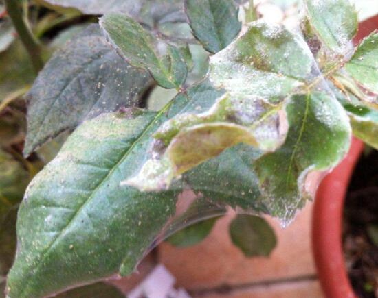 玫瑰花烂根了如何办?只需简单4个步骤就能挽救