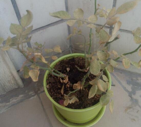 玫瑰花烂根了如何办?只需简单4个步骤就能挽救