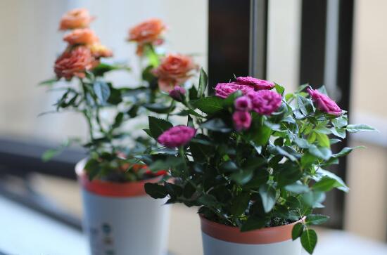 盆栽玫瑰花如何浇水，玫瑰花的花瓣能淋水吗