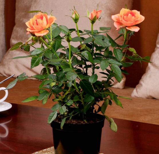 盆栽玫瑰花如何浇水，玫瑰花的花瓣能淋水吗