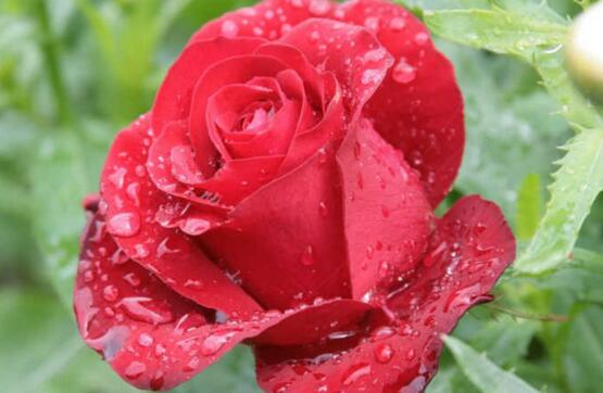 盆栽玫瑰花如何浇水，玫瑰花的花瓣能淋水吗