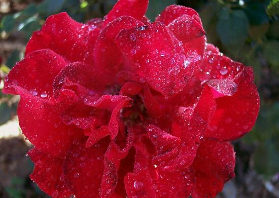盆栽玫瑰花如何浇水，玫瑰花的花瓣能淋水吗