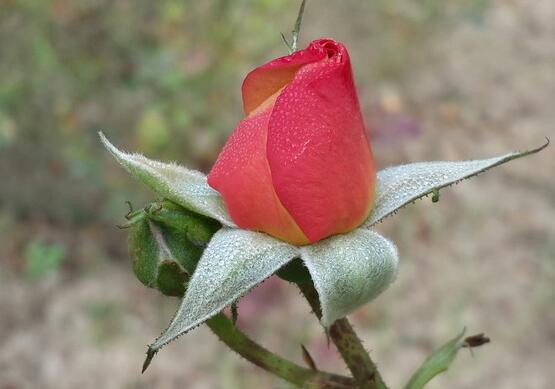 盆栽玫瑰花如何浇水，玫瑰花的花瓣能淋水吗