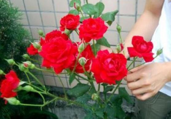 盆栽玫瑰花如何浇水，玫瑰花的花瓣能淋水吗