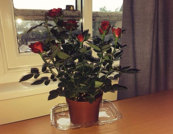 盆栽玫瑰花如何浇水，玫瑰花的花瓣能淋水吗