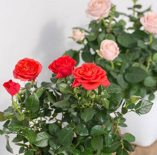 盆栽迷你玫瑰花如何养，家庭如何养盆栽玫瑰花