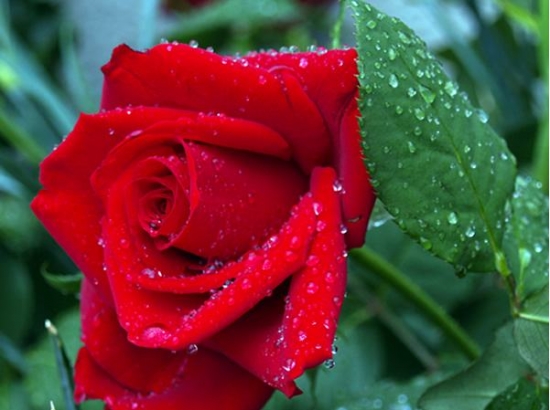 玫瑰花的繁殖办法：常用嫁接、扦插或压条等办法繁殖