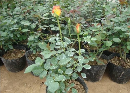 玫瑰花的繁殖办法：常用嫁接、扦插或压条等办法繁殖