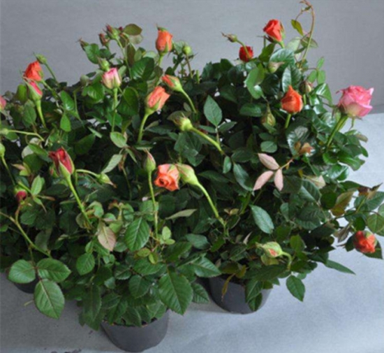 玫瑰花的繁殖办法：常用嫁接、扦插或压条等办法繁殖