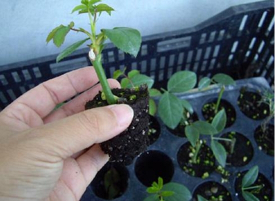 玫瑰花的繁殖办法：常用嫁接、扦插或压条等办法繁殖