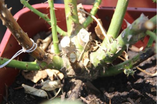 玫瑰花的繁殖办法：常用嫁接、扦插或压条等办法繁殖