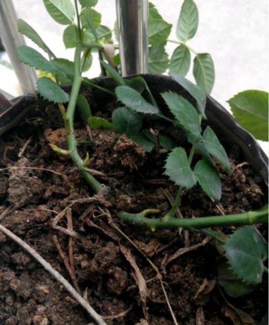 玫瑰花的繁殖办法：常用嫁接、扦插或压条等办法繁殖