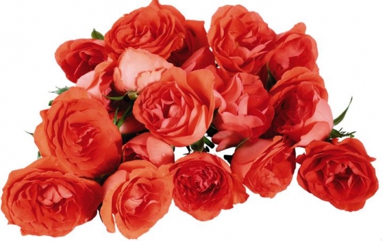 玫瑰花的功效与作用及食用办法：孕妇不宜喝玫瑰花茶