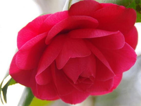 玫瑰花的功效与作用及食用办法：孕妇不宜喝玫瑰花茶